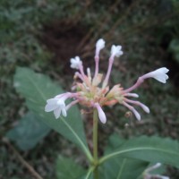 Rauvolfia serpentina (L.) Benth. ex Kurz